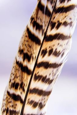 Kuşlar geçiş yumuşatma doku. Makro.