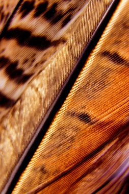 Kuşlar geçiş yumuşatma doku. Makro.