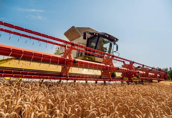 Combineer Harvester Actie Tarweveld Proces Van Verzamelen Van Een Rijpe — Stockfoto