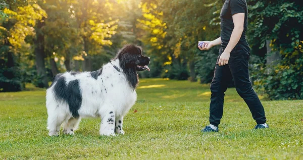 Fina Svarta Och Vita Newfoundland Hund Leker Med Dess Ägare — Stockfoto