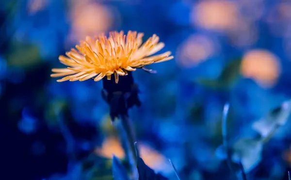 Güzel Bahar Çiçekleri Seçici Odak — Stok fotoğraf