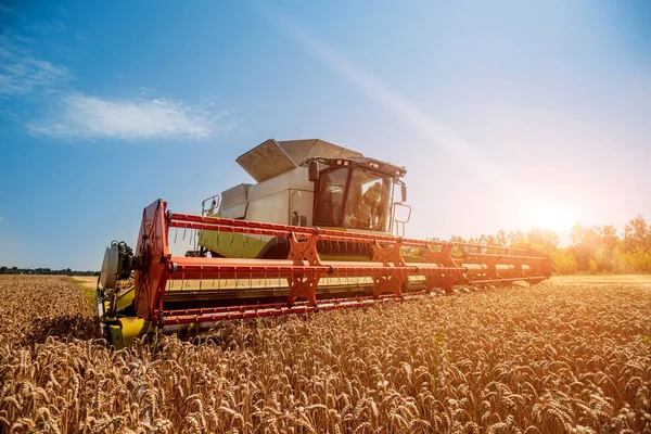 Поєднуйте Комбайни Дії Пшеничному Полі Процес Збору Стиглого Врожаю Полів — стокове фото