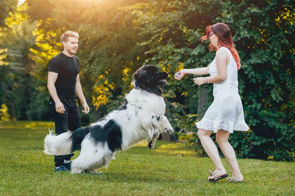 Genç çift yeşil park ile siyah ve beyaz Newfoundland köpek çalış