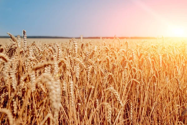 Wheat Field Ears Golden Wheat Rich Harvest — Stock Photo, Image