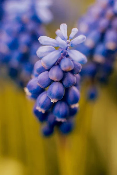 Прекрасные Весенние Цветы Избирательный Фокус — стоковое фото