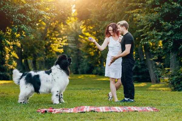 Genç çift yeşil park ile siyah ve beyaz Newfoundland köpek çalış