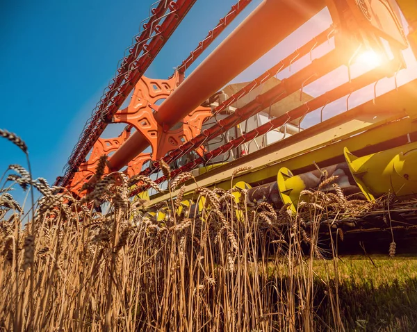 Combine Harvester Action Wheat Field Process Gathering Ripe Crop Fields — Stock Photo, Image