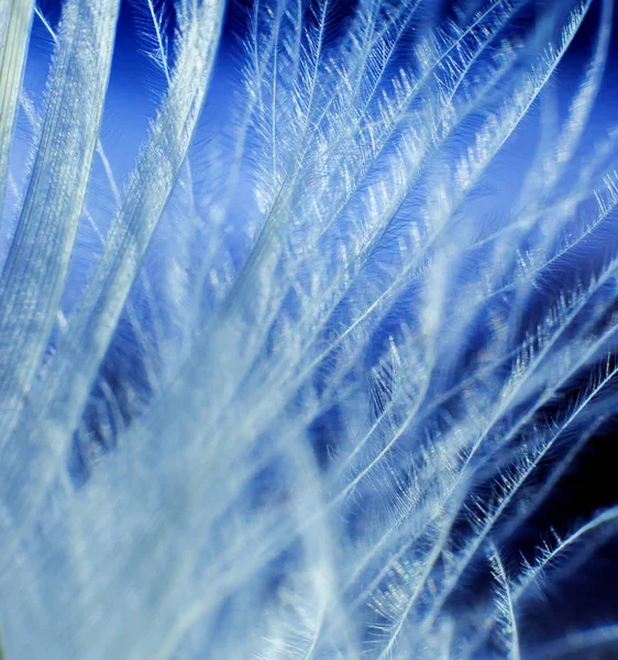 Texture Plumes Oiseaux Macro — Photo