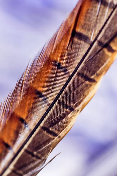 Vogelfeder Textur Makro — Stockfoto