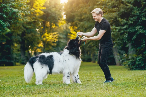 Svart Och Vitt Newfoundland Hund Leker Med Ung Blondin Kaukasiska — Stockfoto