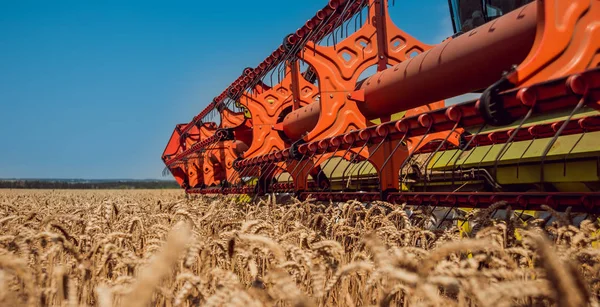 Biçerdöver buğday alan eylem içinde birleştirir. Olgun bir ürün tarladan toplama işlemi.