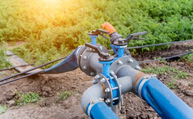 Damlatma sulama sistemi. Genç bir havuç tarlasında su tasarrufu sulama sistemi kullanılıyor.