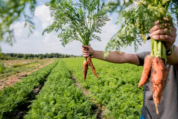 Growing organic carrots. Carrots in the hands of a farmer. Freshly harvested carrots. Autumn harvest. Agriculture.