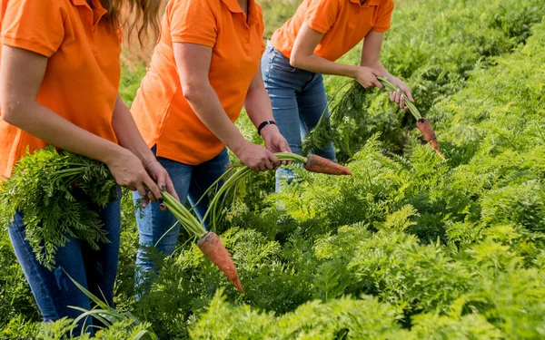 Growing organic carrots. Carrots in the hands a group of farmers. Freshly harvested carrots. Autumn harvest. Agriculture.