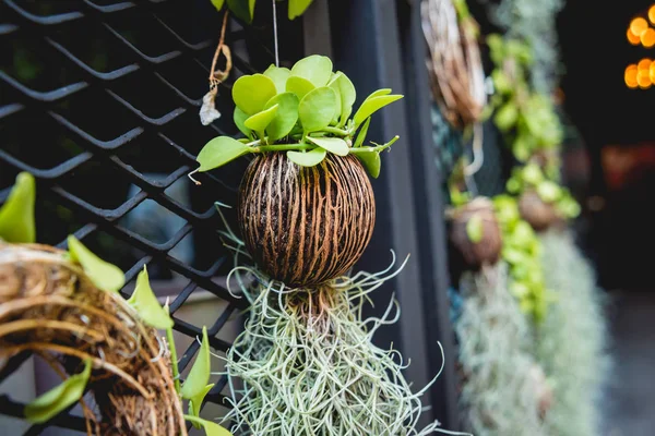 Plant herbs in coconuts pots hang on the wall. — 스톡 사진