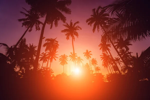 Beau coucher de soleil sur la plage sous les tropiques. Ciel et océan — Photo