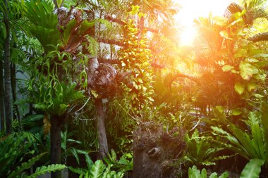 Hindistan cevizi saksılarına otlar asılır duvarda..