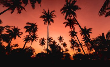 Tropiklerdeki sahilde güzel bir gün batımı. Gökyüzü ve okyanus