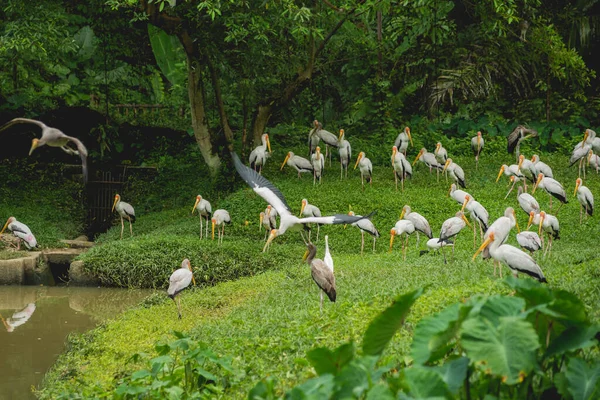 Gyönyörű madarak a trópusi állatkertben. Természetes háttér — Stock Fotó