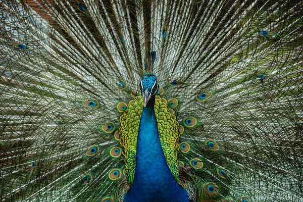 Hermoso pavo real con alas extendidas. Zoológico, reserva tropical —  Fotos de Stock