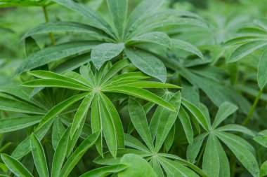 Bir çiğ yaprakların üzerine çiçek bitki ile damla.