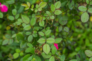 Gül çiçek yaprakları çiğ su damlaları.