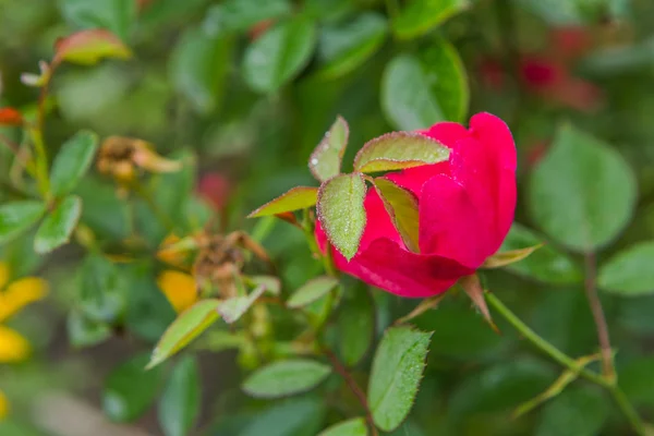 Dew water drops on rose flower leaves. — Stock Photo, Image