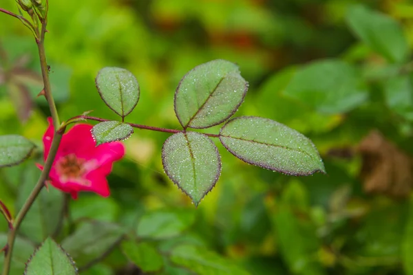 Dew water drops on rose flower leaves. — Stock Photo, Image