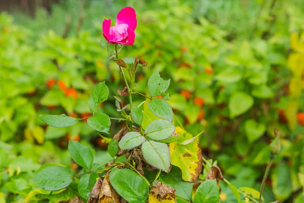 Cuire des gouttes d'eau sur les feuilles de fleurs de rose . — Photo