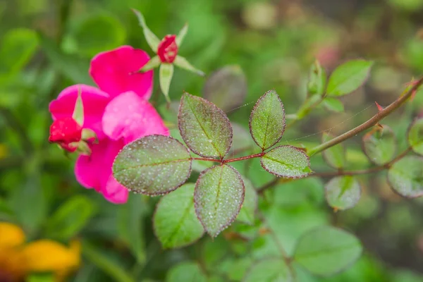 Cuire des gouttes d'eau sur les feuilles de fleurs de rose . — Photo
