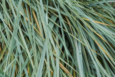 Bir çiğ damlaları ile çimen.