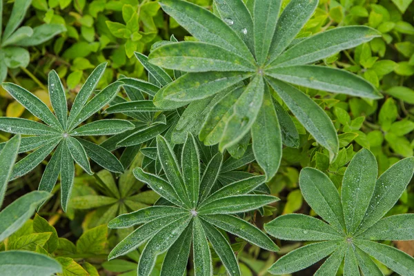 Blomsterplante med duggdråper på bladene . – stockfoto