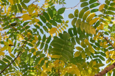 Ağaçta sonbahar sarısı yaprakları