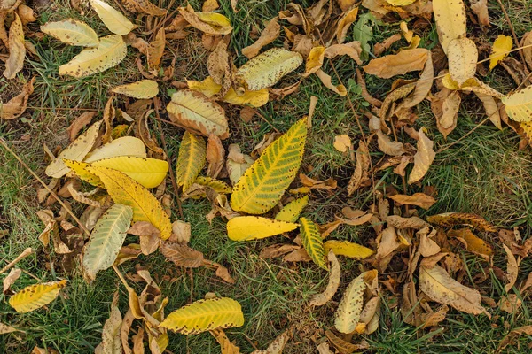 Fallen autumn leaves — Stock Photo, Image