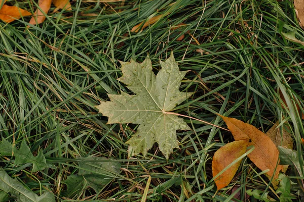 Hojas caídas de otoño —  Fotos de Stock