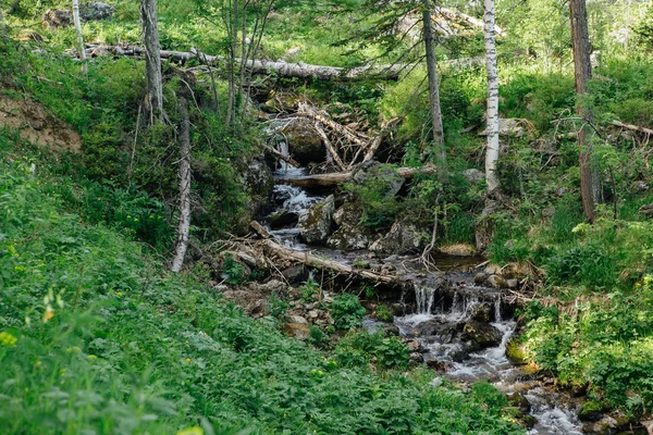 森林の滝と小川 — ストック写真