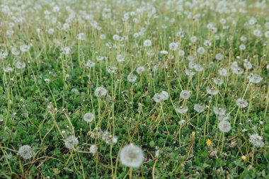 Hava dandelions yeşil alan.