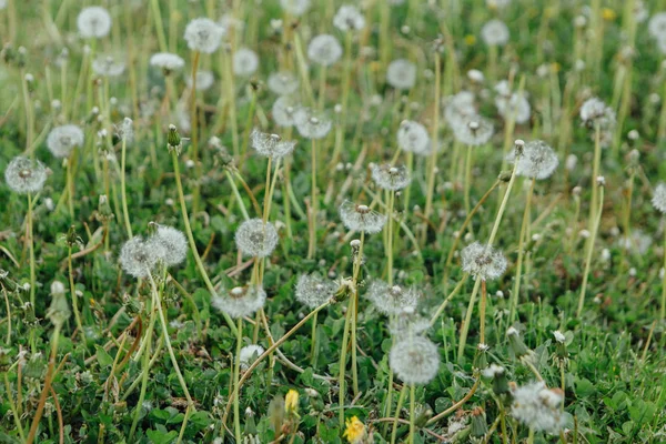 Air dandelions on a green field. — Stock Photo, Image