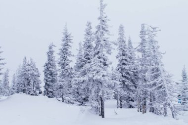 Soğuk ve karlı kış manzarası.