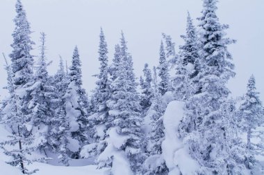 Soğuk ve karlı kış manzarası.