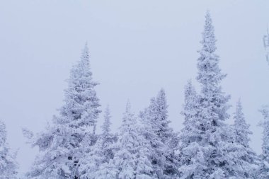 Soğuk ve karlı kış manzarası.