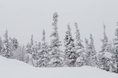 Soğuk ve karlı kış manzarası.