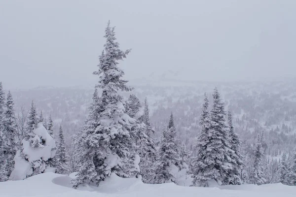 Paysage hivernal froid et neigeux . — Photo