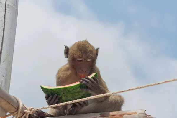 Piccola scimmia anguria — Foto Stock