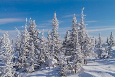 Ağaçlı güzel kış manzarası