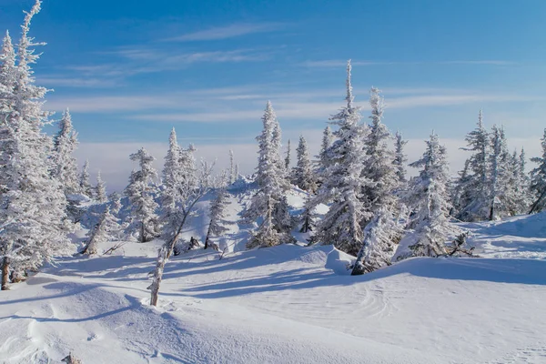 Vackert vinterlandskap med träd — Stockfoto