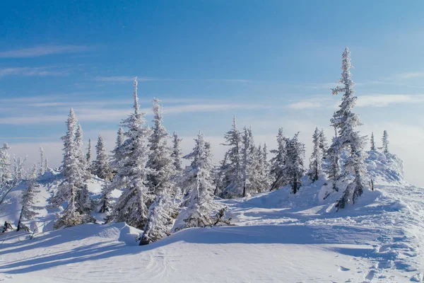 Bela paisagem de inverno com árvores — Fotografia de Stock