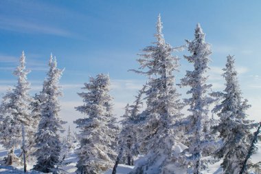 Ağaçlı güzel kış manzarası