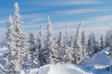 Ağaçlı güzel kış manzarası