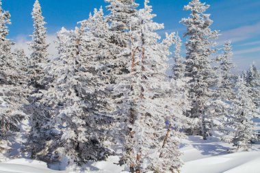 Ağaçlı güzel kış manzarası